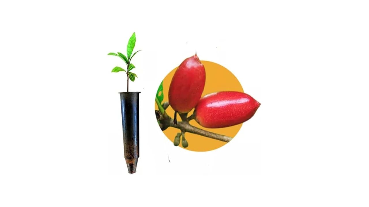 Qual Melhor Fruta do Milagre: Guia para Escolher a Melhor Muda e Produzir em Casa