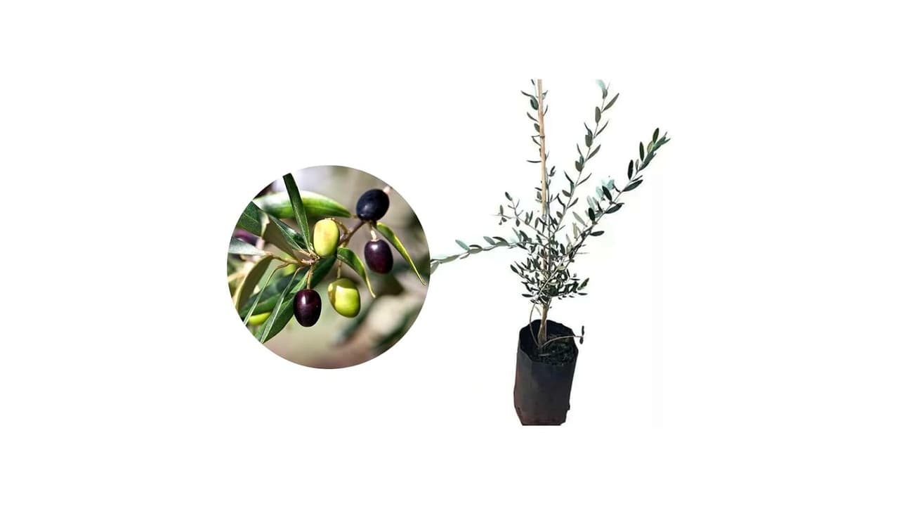 Qual Melhor Frutífera para Vaso: Guia Completo para Cultivo Doméstico