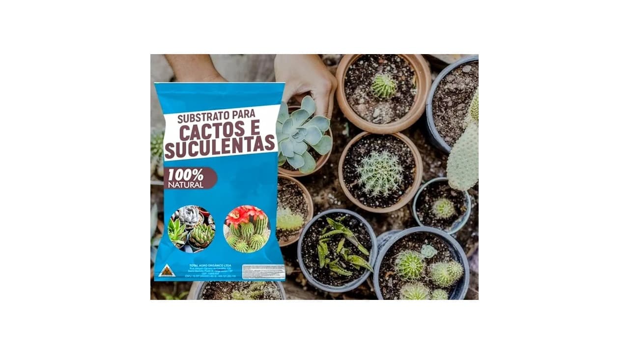 Qual Melhor Solo para Suculentas? 8 Opções com Drenagem Perfeita!