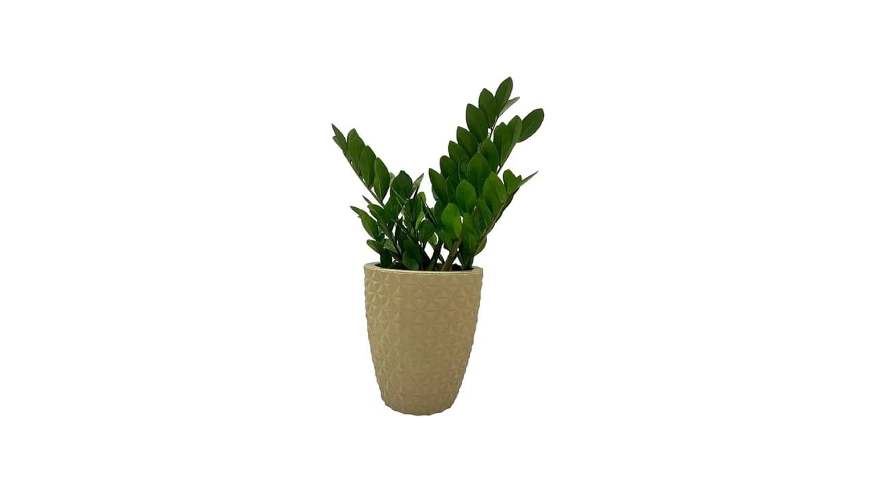 Qual o Melhor Vaso para Zamioculca? Guia Definitivo para Escolher