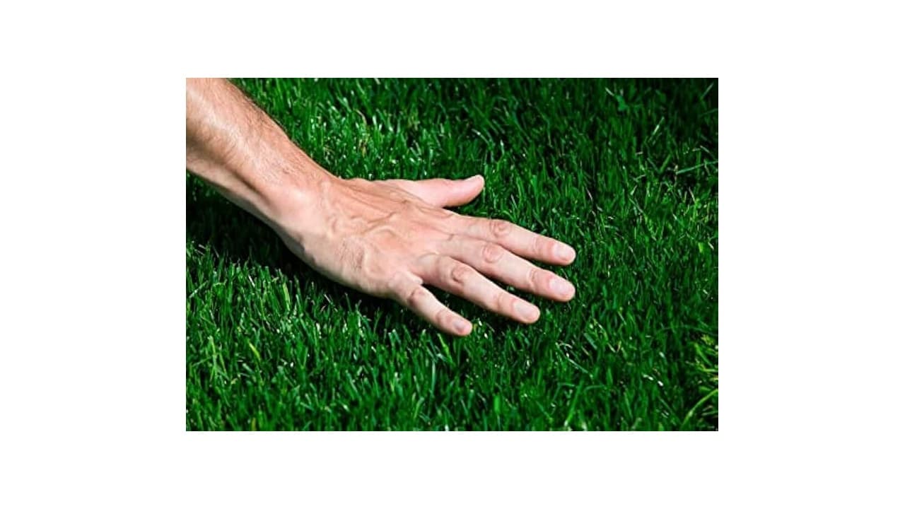 Qual Melhor Grama para Jardim e Pasto: As 10 Opções