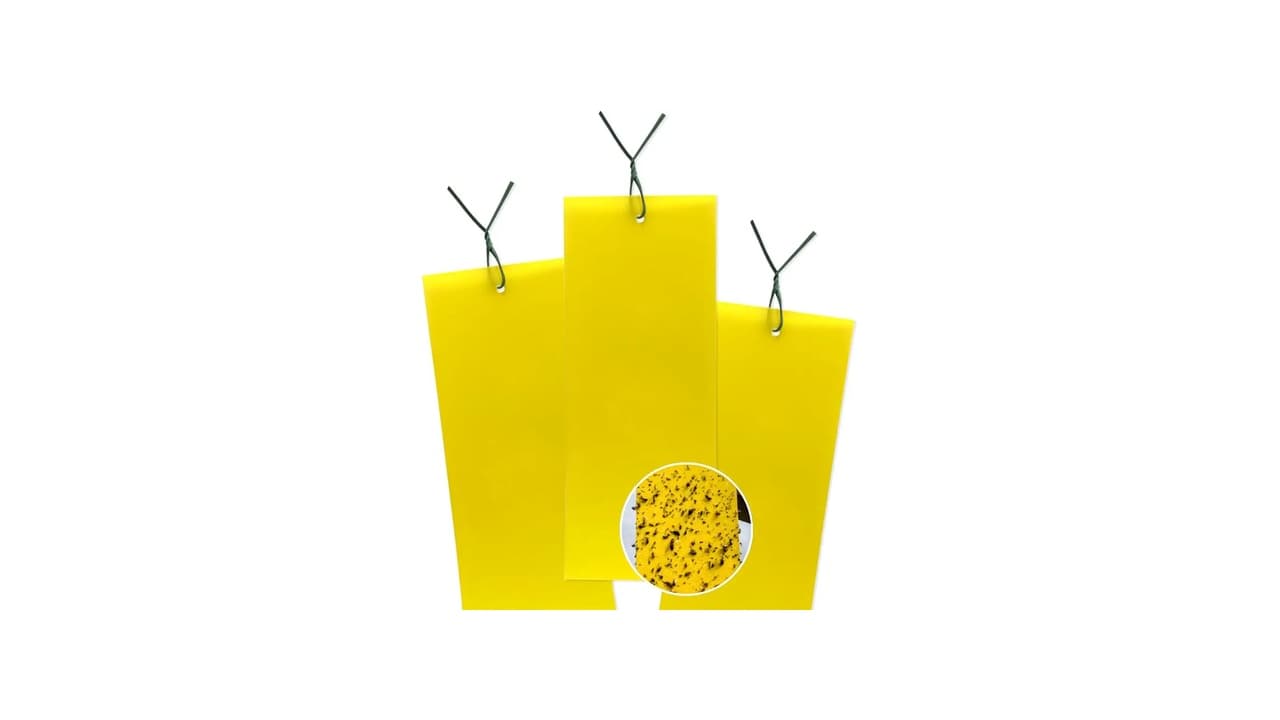 Qual Melhor Inseticida para Cigarrinha do Milho: 2 Soluções Eficazes