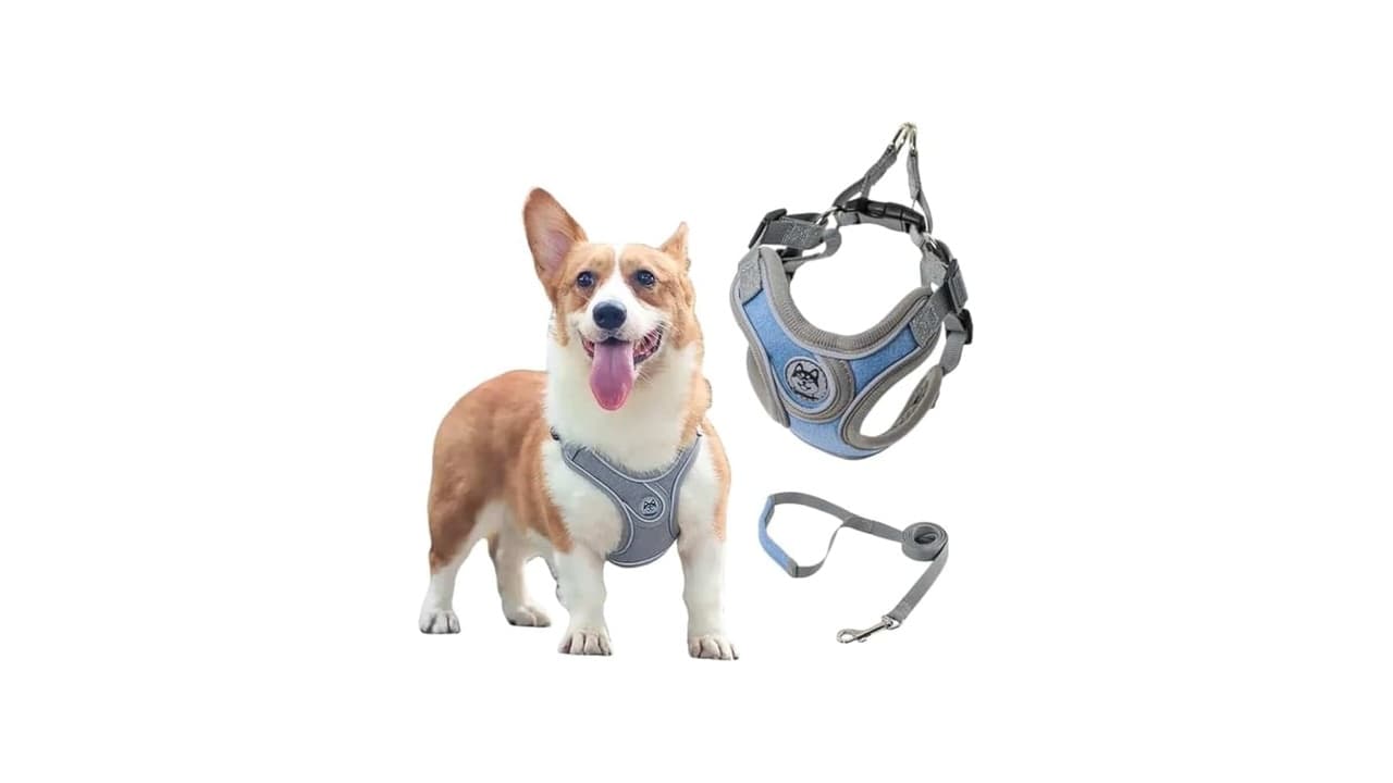 Qual Melhor Marca de Coleira para Cachorro: Guia Completo