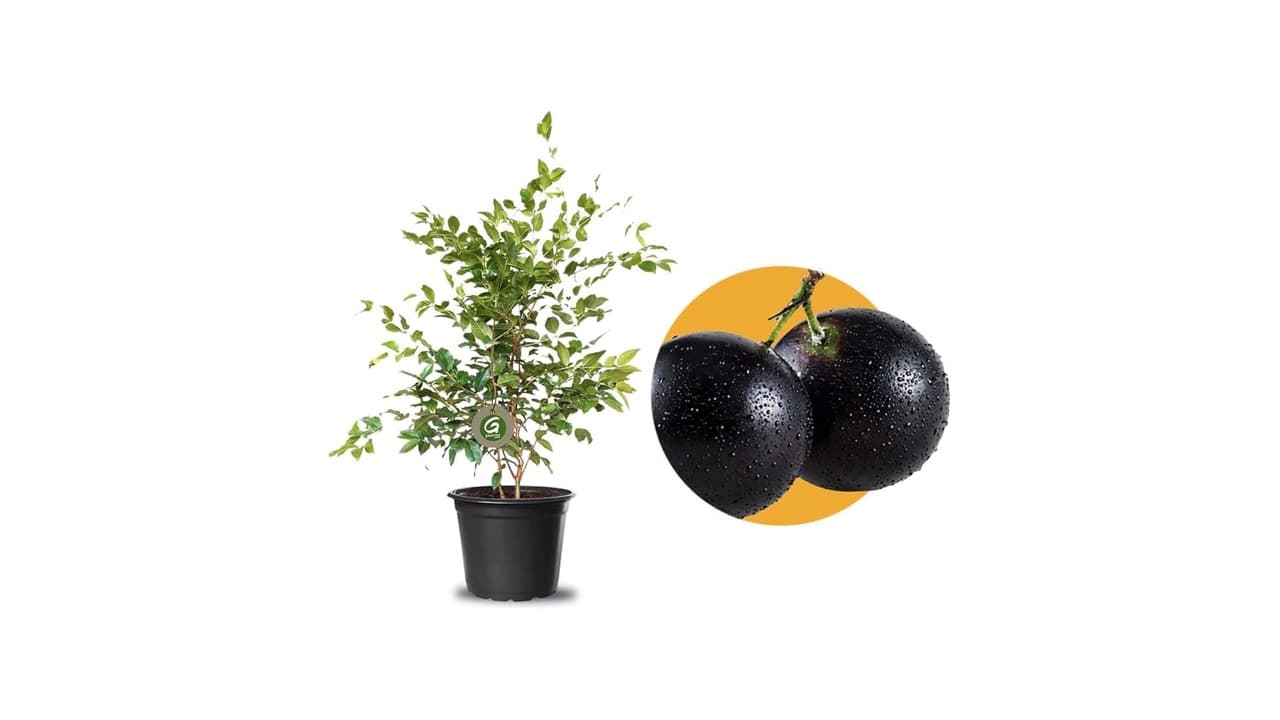Qual a Melhor Muda de Plantas? Descubra as 10 Opções Ideais para o Seu Jardim!